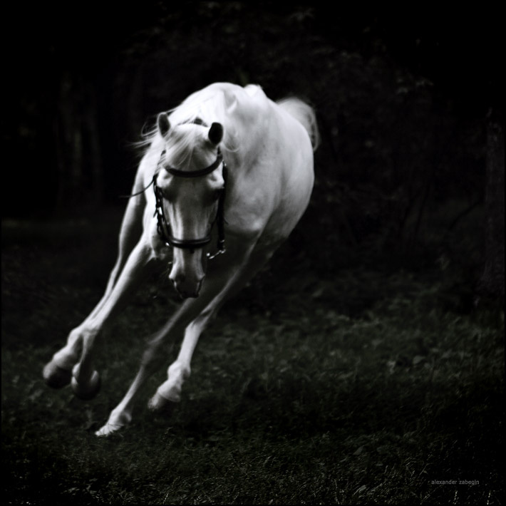 about_dreamland лошадь, лошади, конь, horses, horse, equi