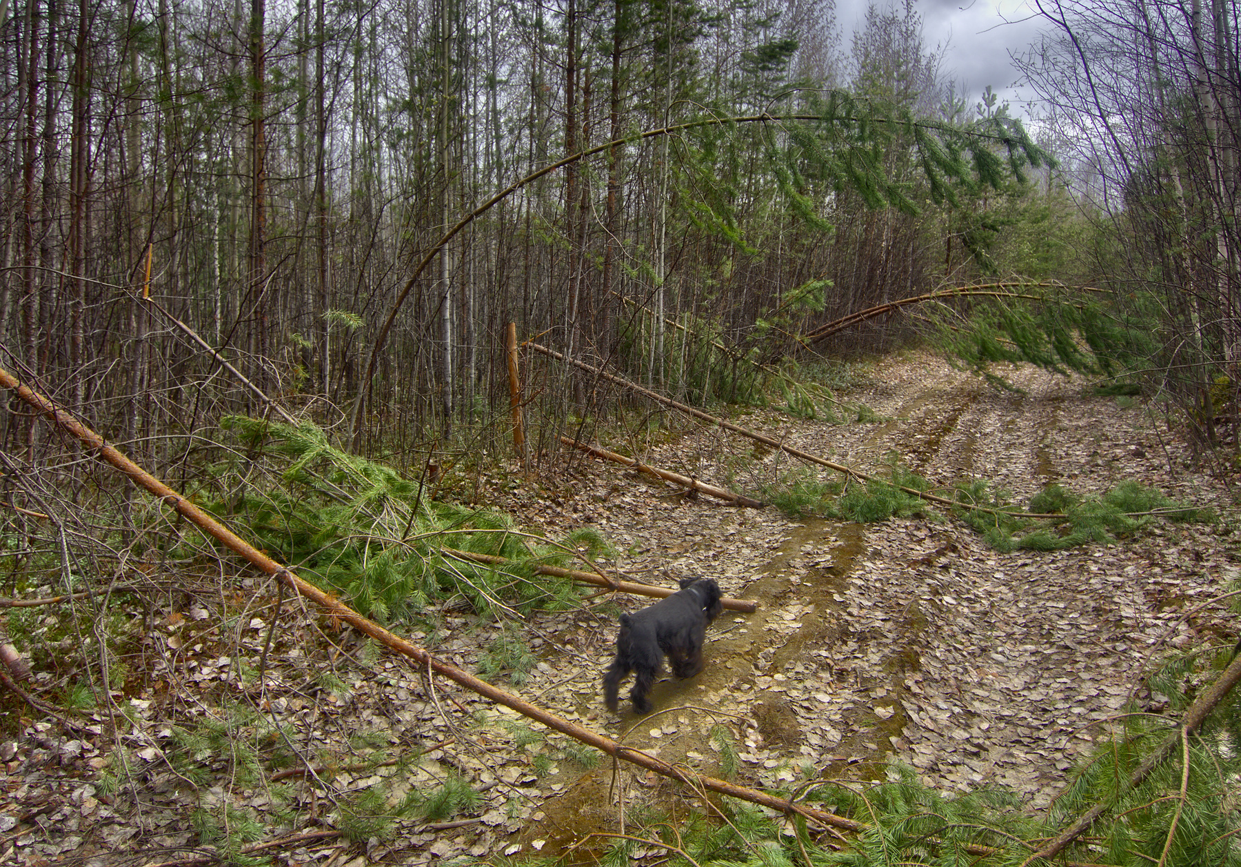после зимних вьюг дорожка,лес