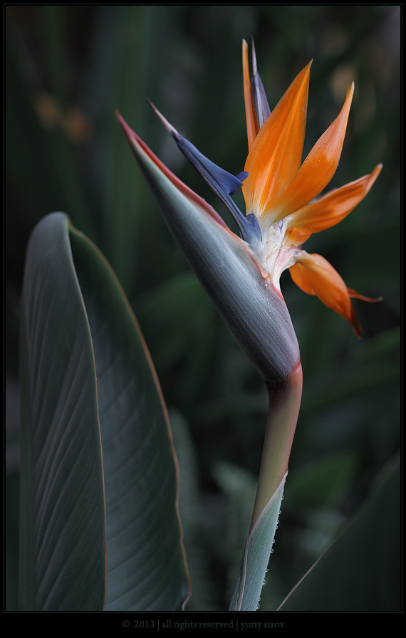 Strelitzia Strelitzia