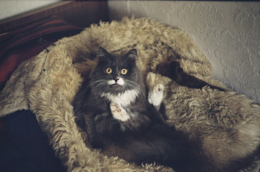 Хенды хох! кот кошки животные