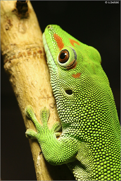 lizard lizard
