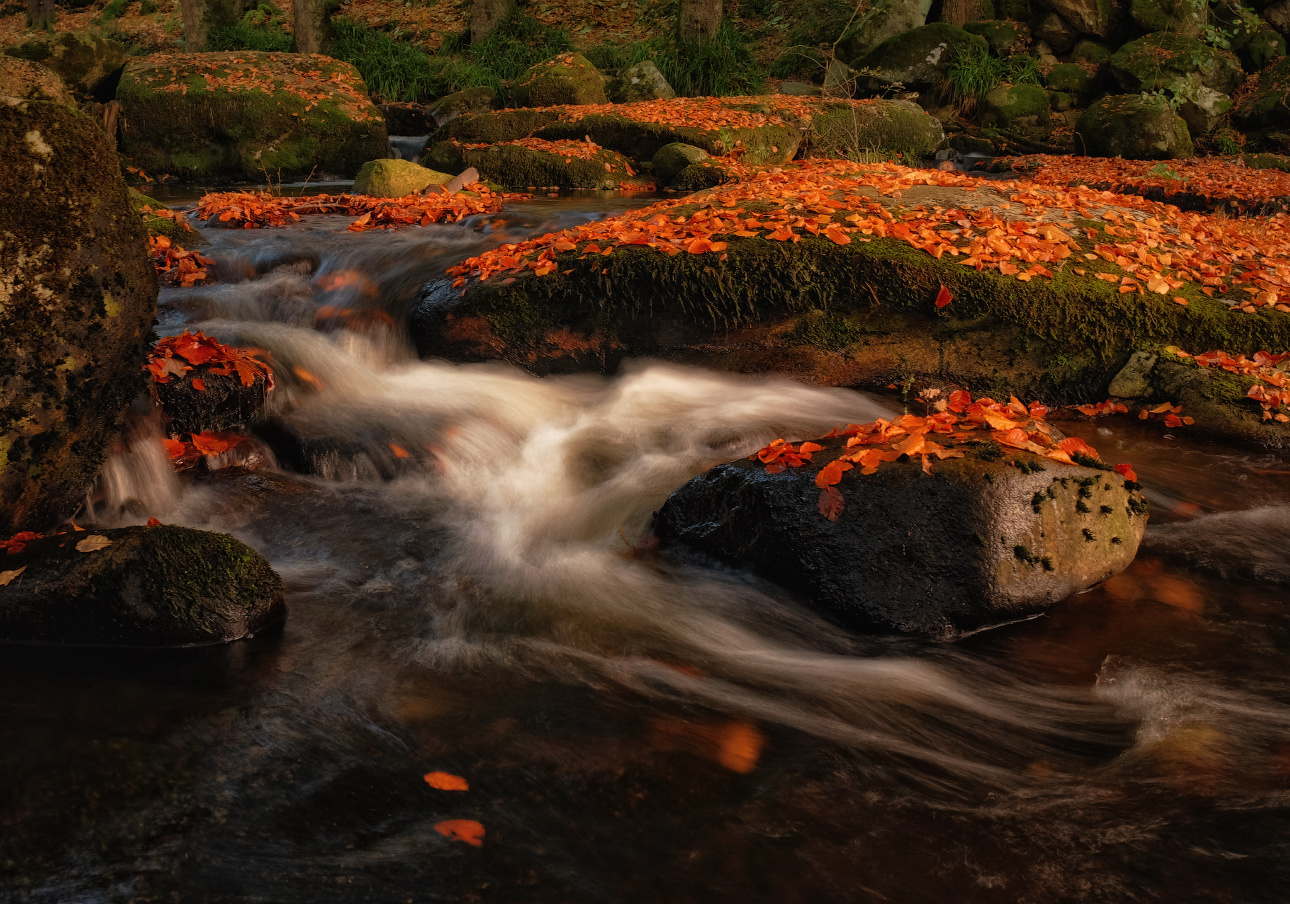...in the Kingdom of golden autumn... ireland