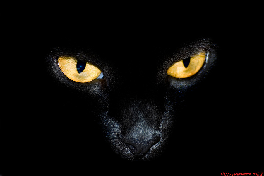 Devil\\\'s Kitten Кошка, Кот, Глаза, День Всех Святых, Hell, Halloween,Cat, Kitten, Eyes