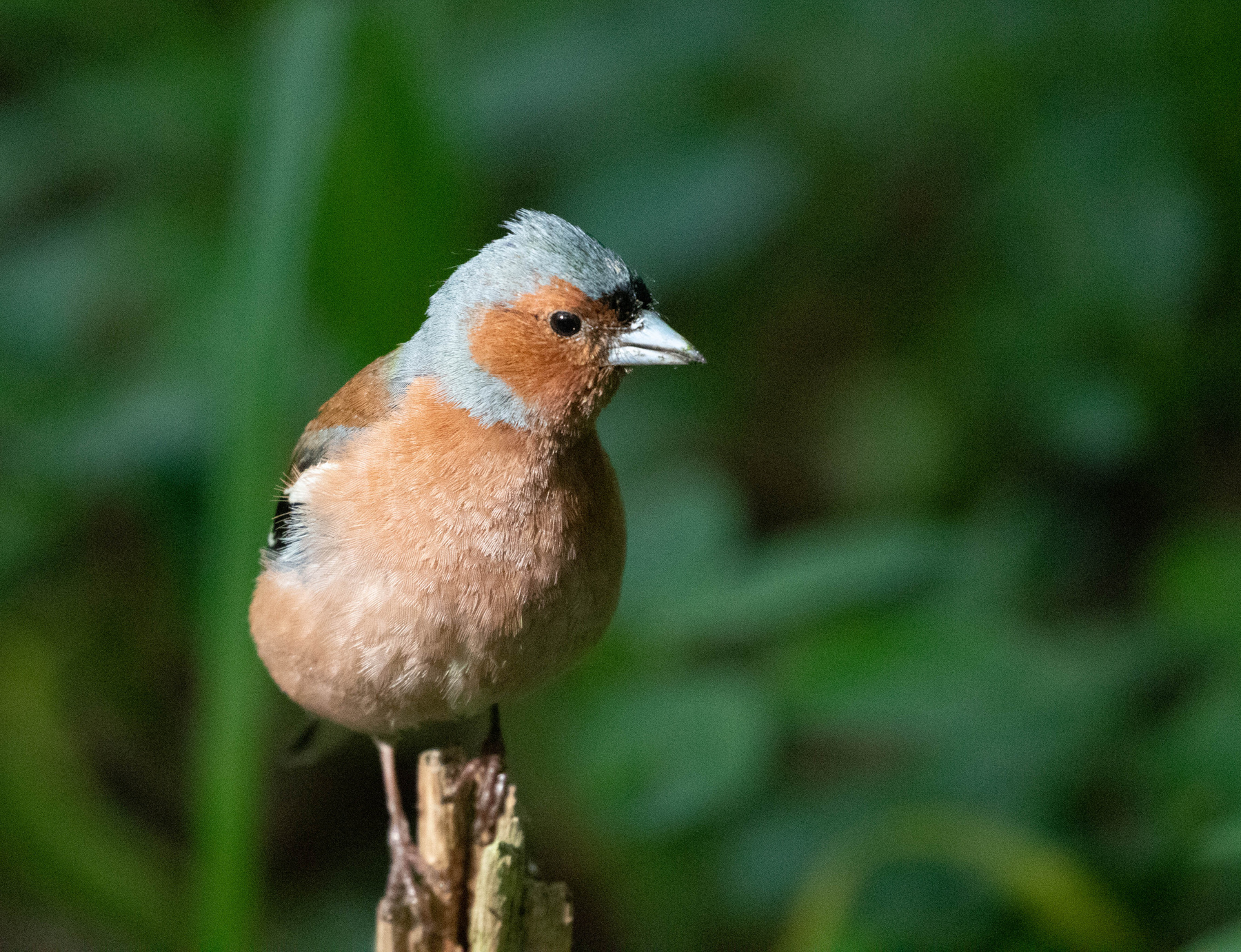 Зяблик птица зяблик chaffinch
