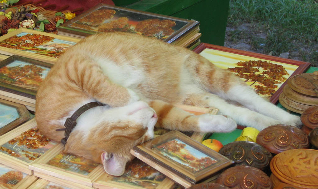Дерибасовский кот кот