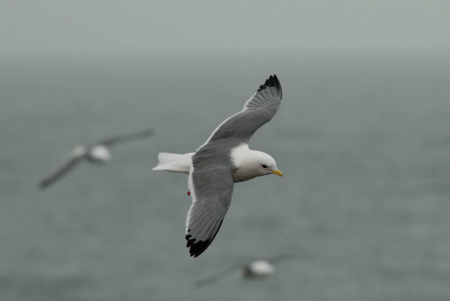 В серых тонах Говорушка, Rissa brevirostris, Red-legged Kittiwake, St. George Island, the Pribilofs, Bering Sea, Alaska