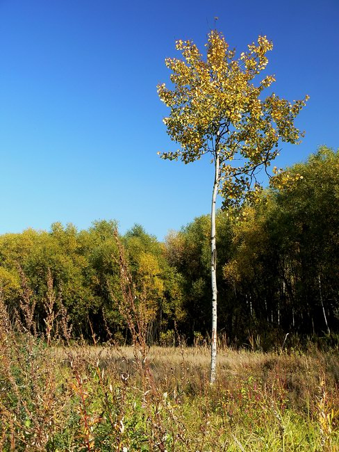 *** осень берёзка