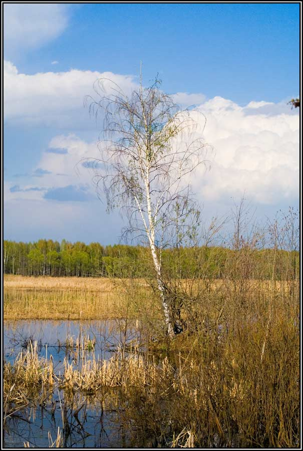 Одинокая берёза Пейзаж, озеро, берёза