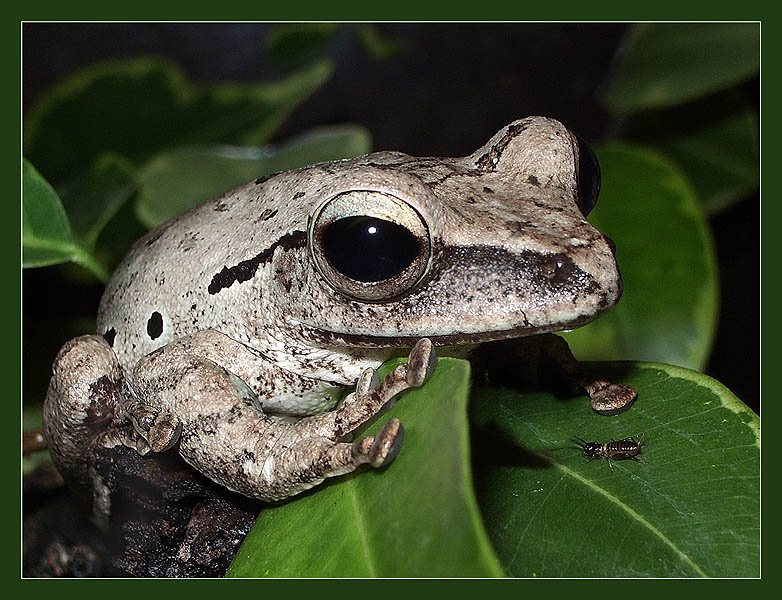 Серебряный покой Polypedates leucomystax