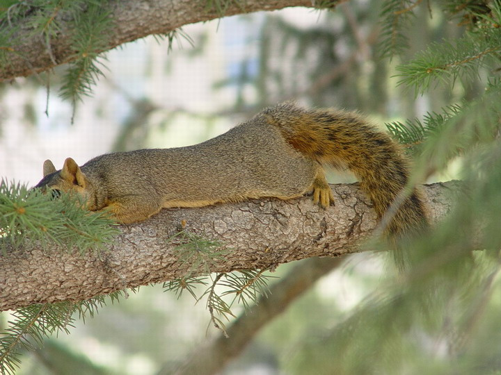 Bun (или squirrel) белка