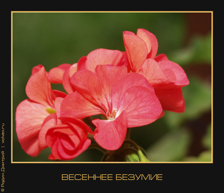 Весеннее безумие цветок весна соцветие цветы
