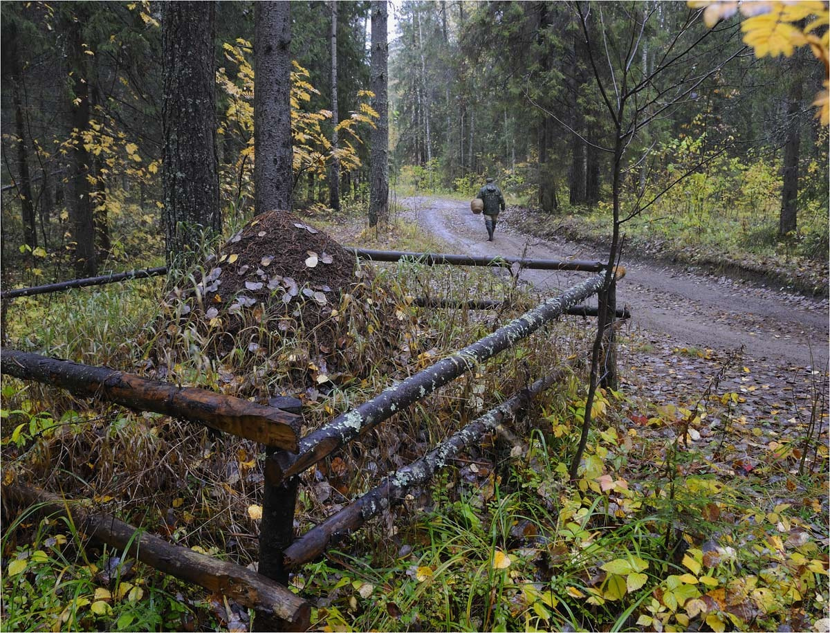 По грибы 