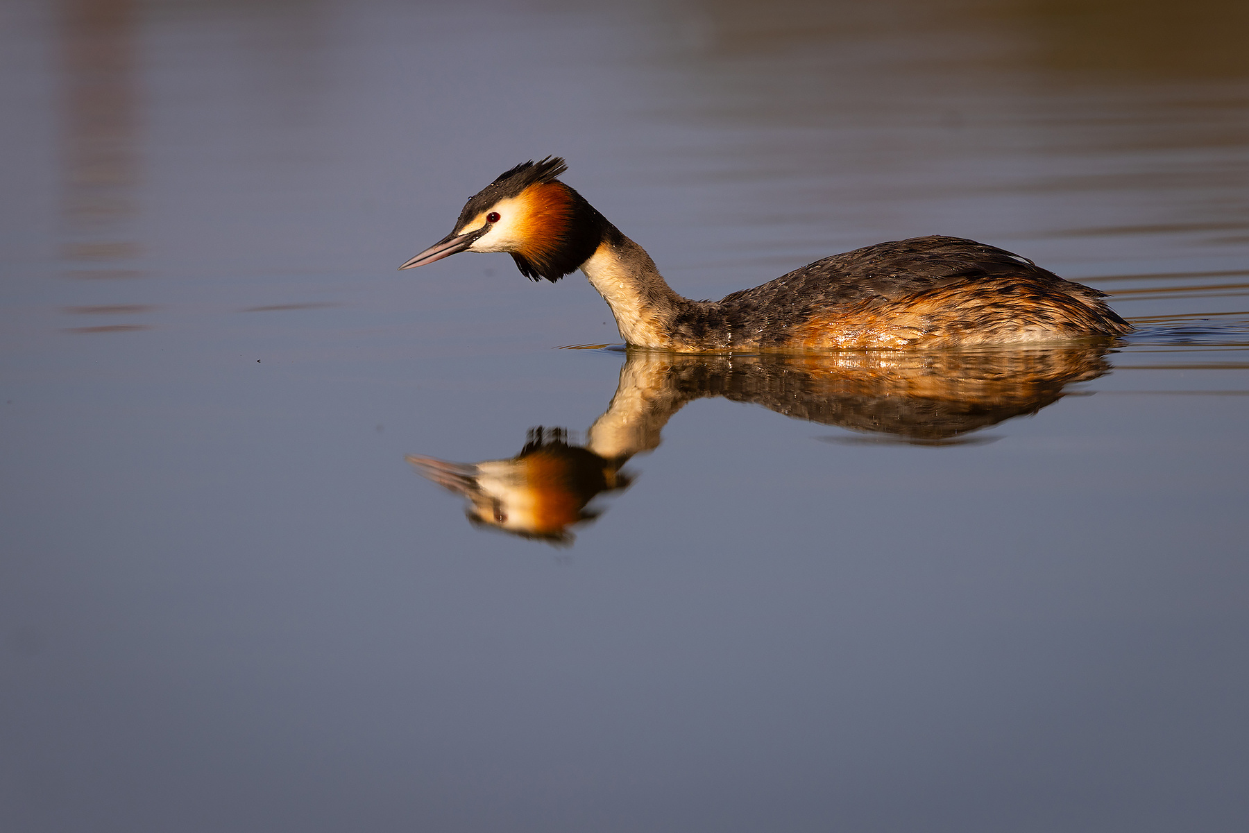 Great Crested Grebe 