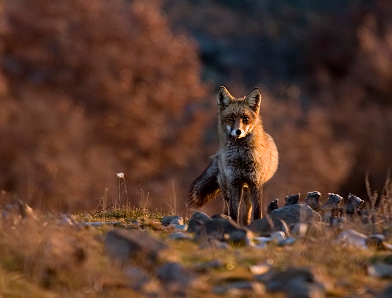 Лиско Vulpes vulpes