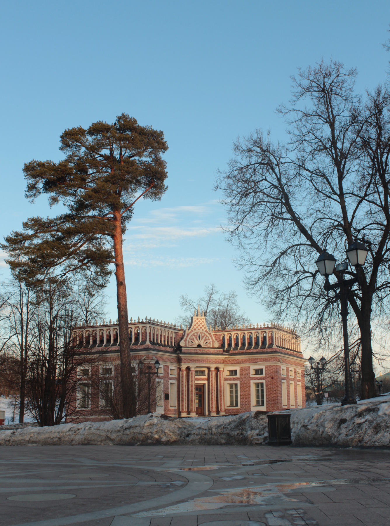 ***Сосна царицыно весна сосна