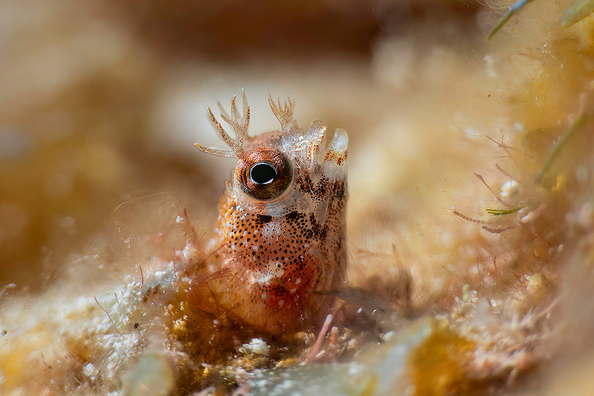 Acanthemblemaria Aspera 