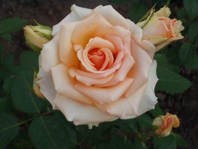Rose 