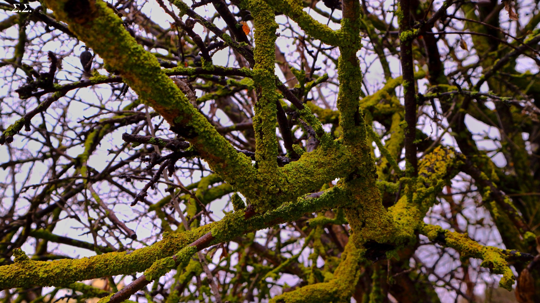 SICK ALMOND TREE 