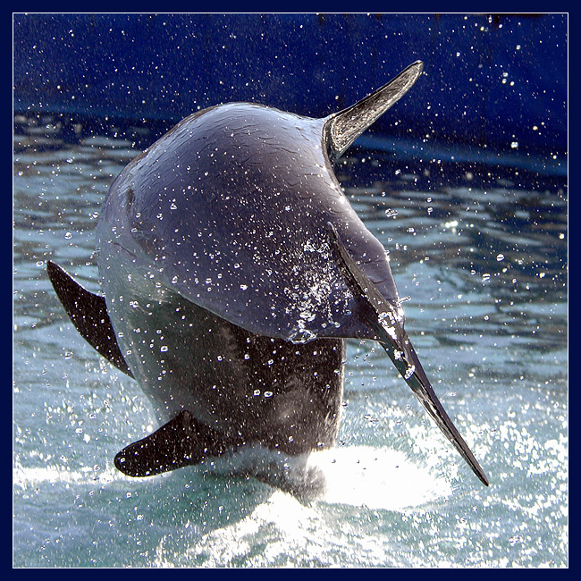 Кинетическая инсталяция дельфин афалина Tursiops truncatus