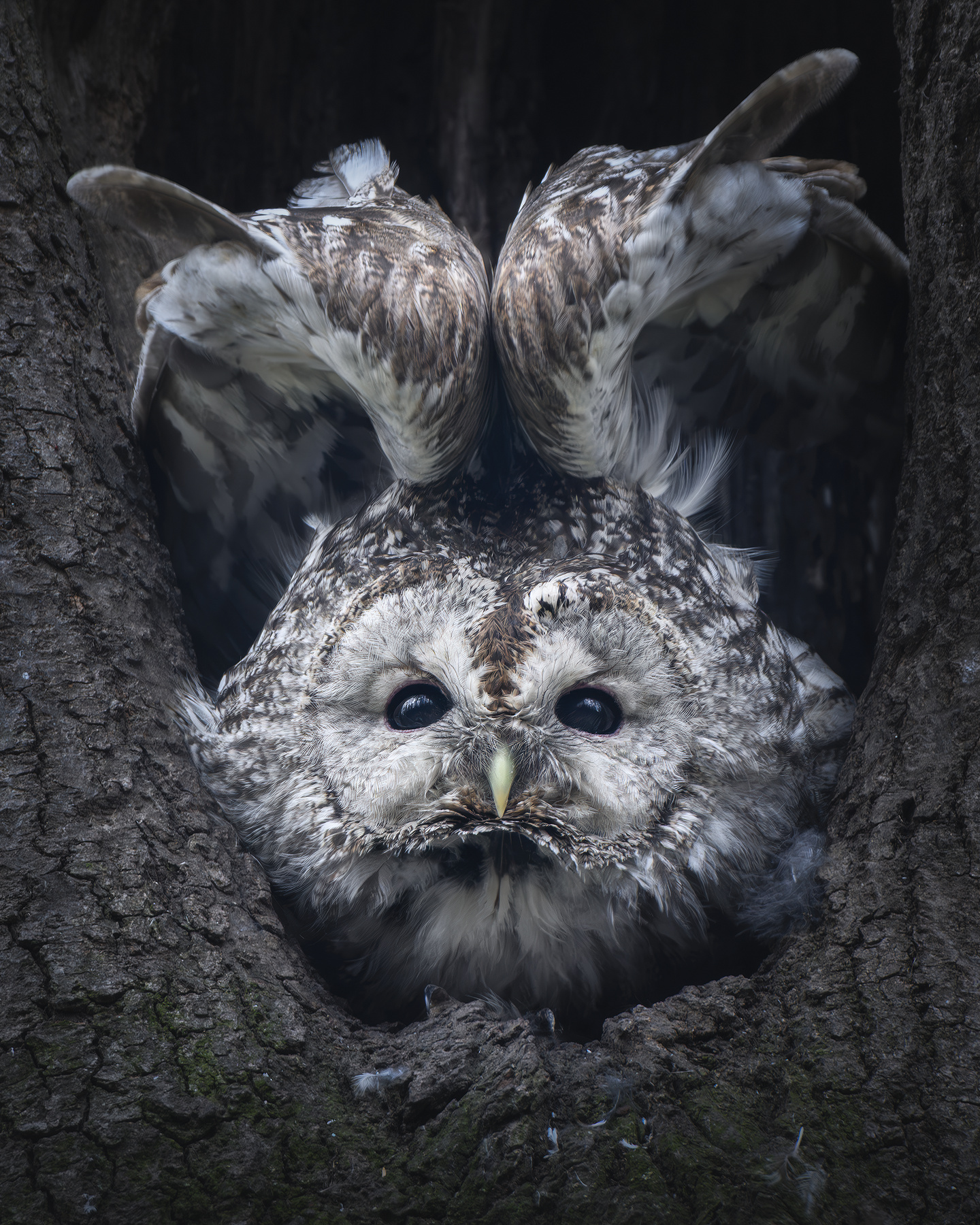Серая неясыть(Strix aluco) 