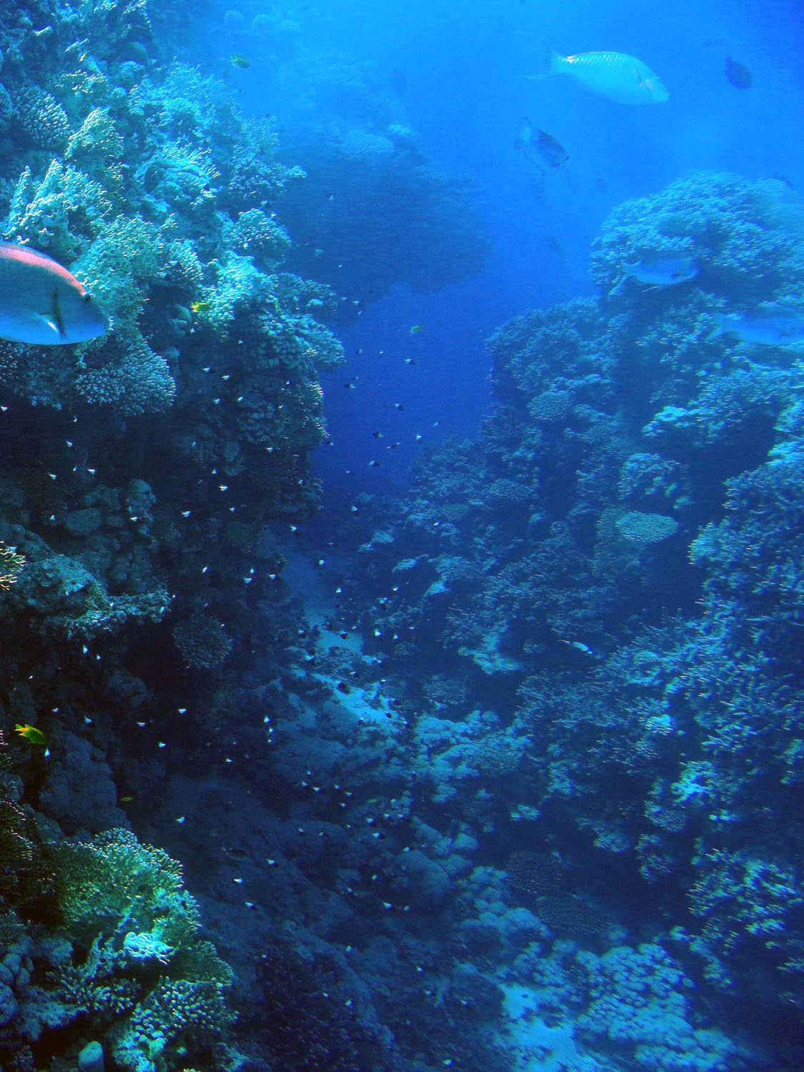 Подводный мир красное море