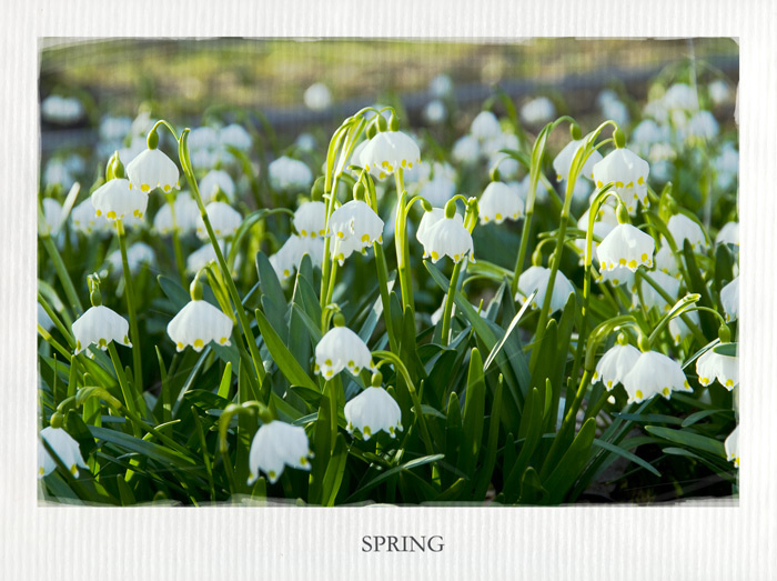 *** spring