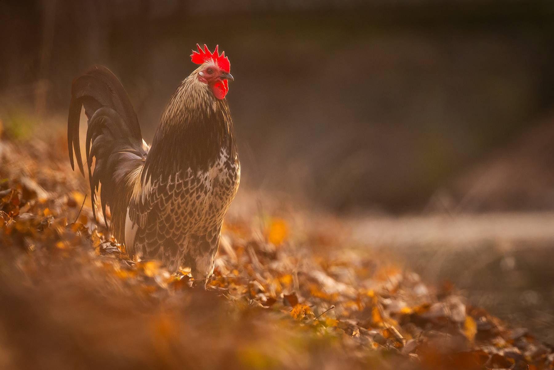 Cock 