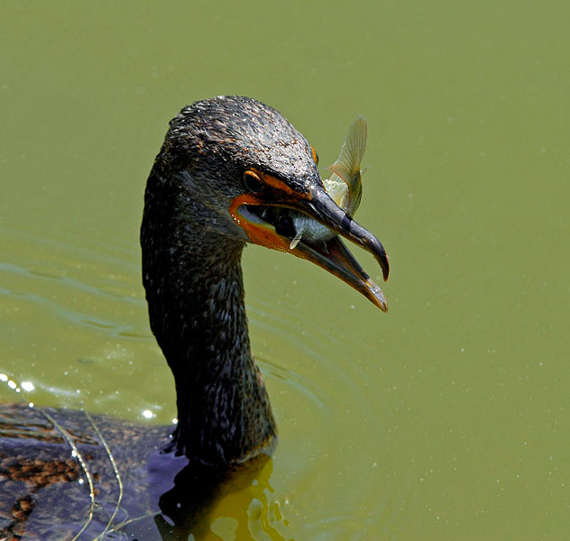 Счастливчик Ушастый баклан, Phalacrocorax auritus, Лагуна Малибу, Double-crested Cormorant, Malibu Lagoon, California