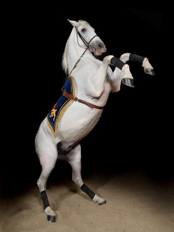 Andalusian Stalion horse, andalusian