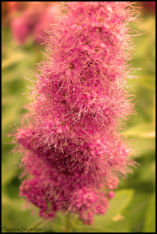 Astilbe 