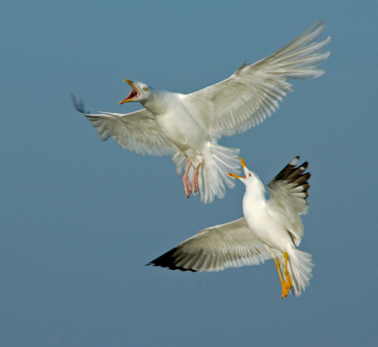 Бои ангелов Бургомистр, Larus hyperboreus, халей,  Larus heuglini,  Glaucous Gull, Heuglini’s Gull, Tobseda, Barents Sea, Arctic