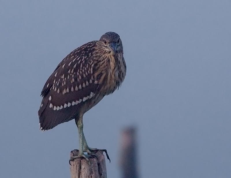 Молодая кваква Nycticorax nycticorax, juv.