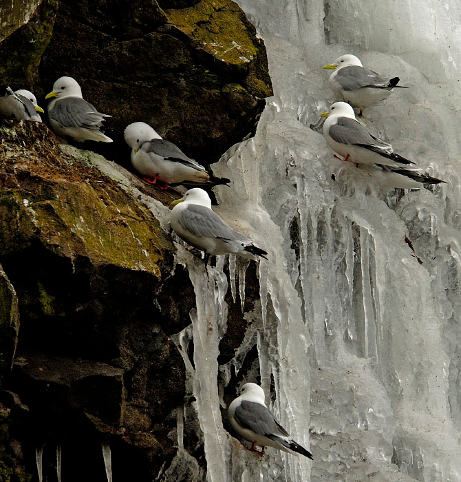 Про избушки Говорушка, Rissa brevirostris, моевка, Rissa tridactyla, Red-legged Kittiwake, Black-legged Kittiwake, St. George Island, the Pribilofs, Bering Sea, Alaska