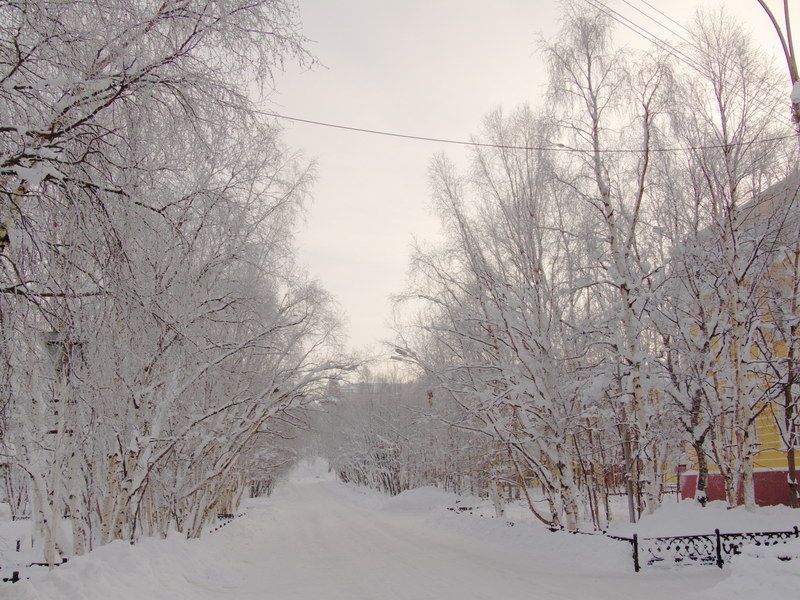 Зима, холода. зима холода снег деревья