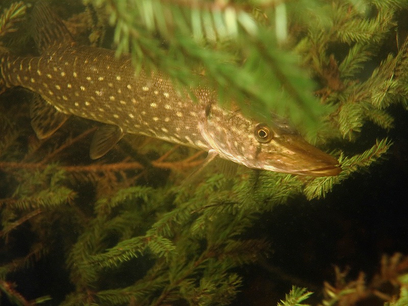 "Pike" 