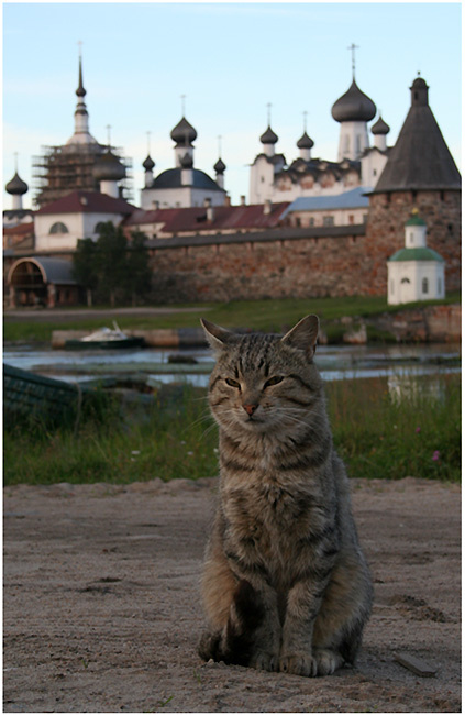 Таити, Таити... нас и здесь неплохо кормят! кот
