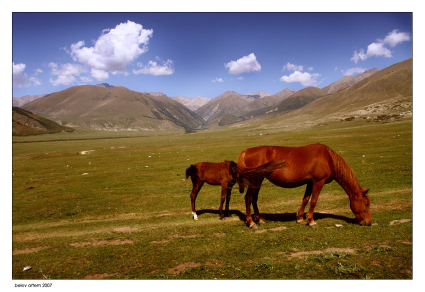Далеко, далеко, на лугу пасутся Кооооо.... alpine grass horse mountains blue sky