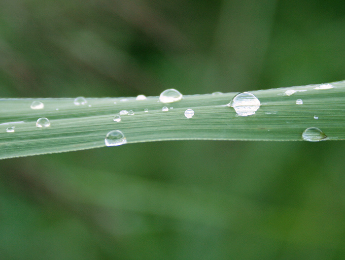 Drops 