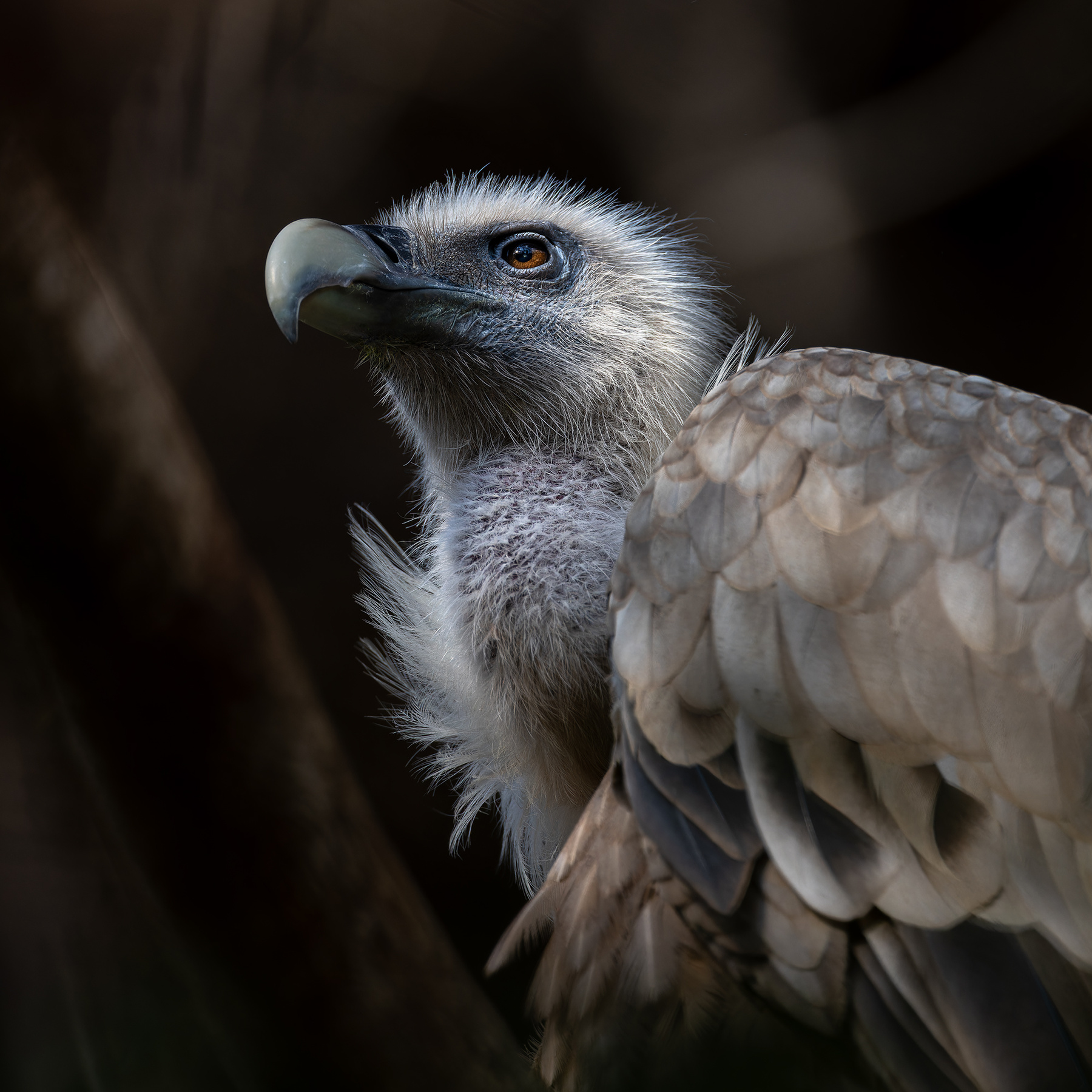 Gyps fulvus 