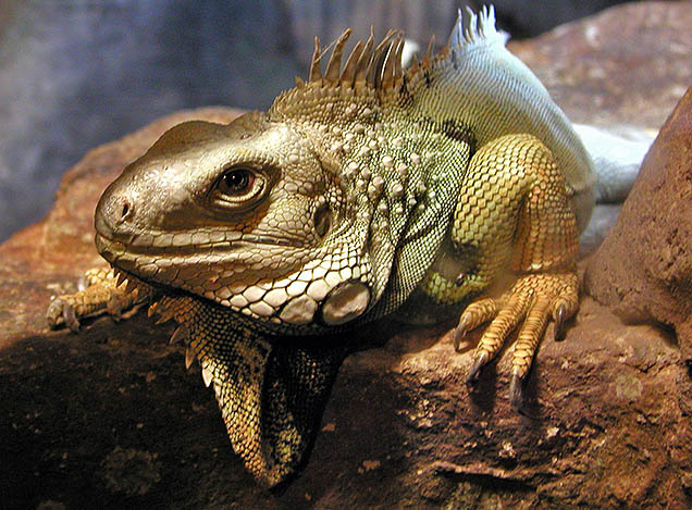 Iguana 