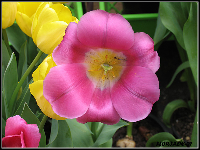 Floriade-1 Цветы, выставки, флориада, тюльпаны.