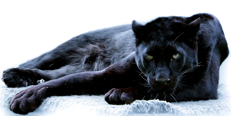 Бойцовая пантера :) Пантера Panther