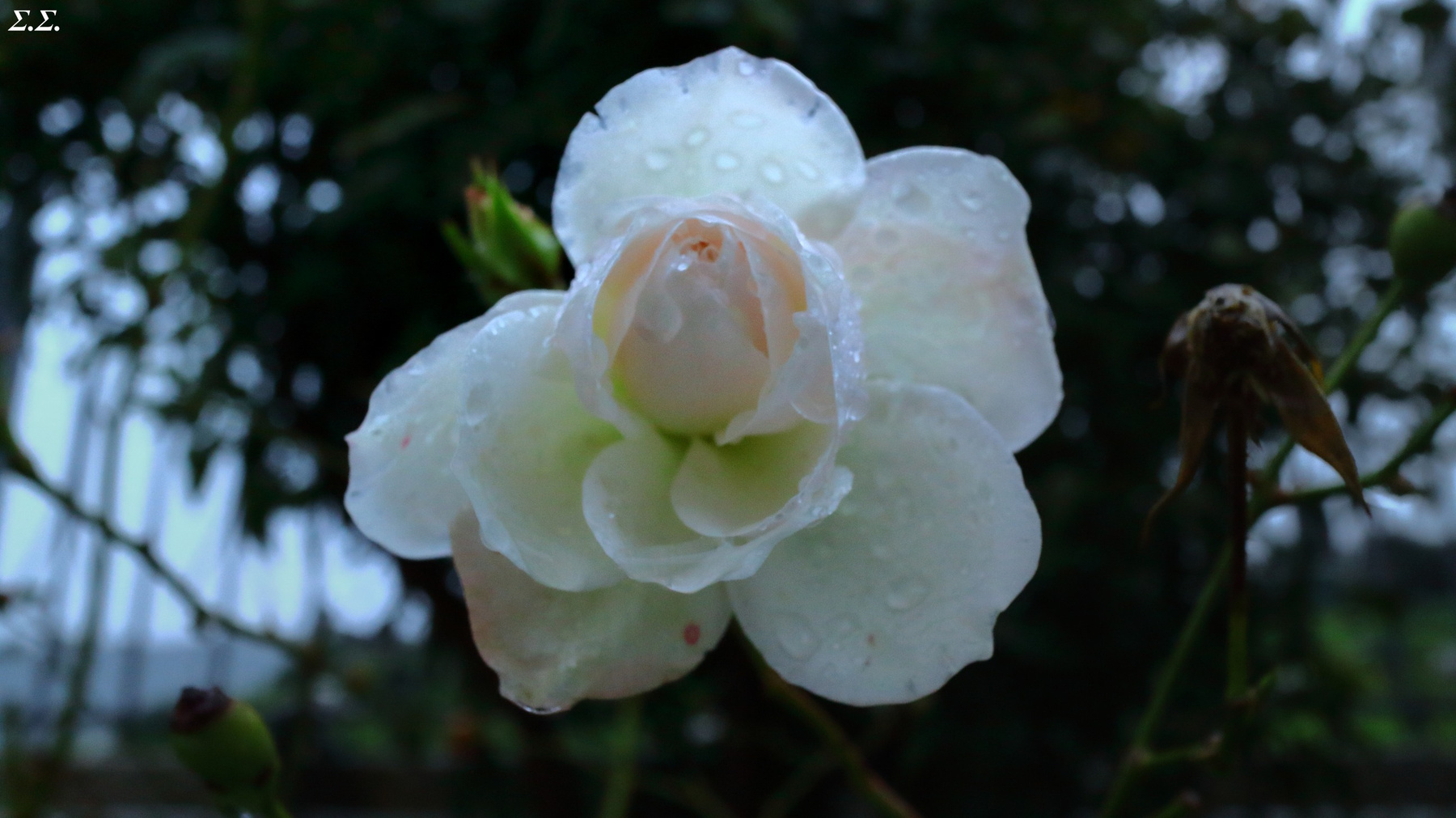 RAINED WHITE FLOWER 