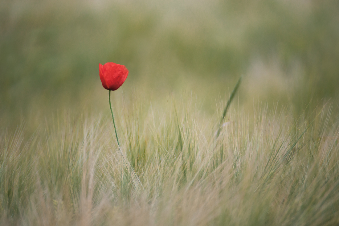 *** 