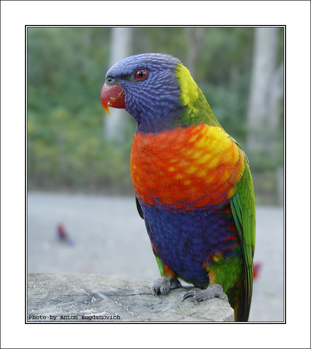 Rainbow lorykeet 