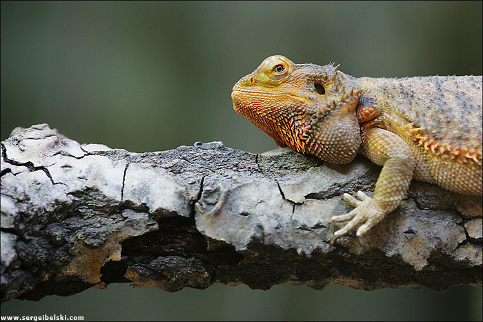 inland bearded dragon 