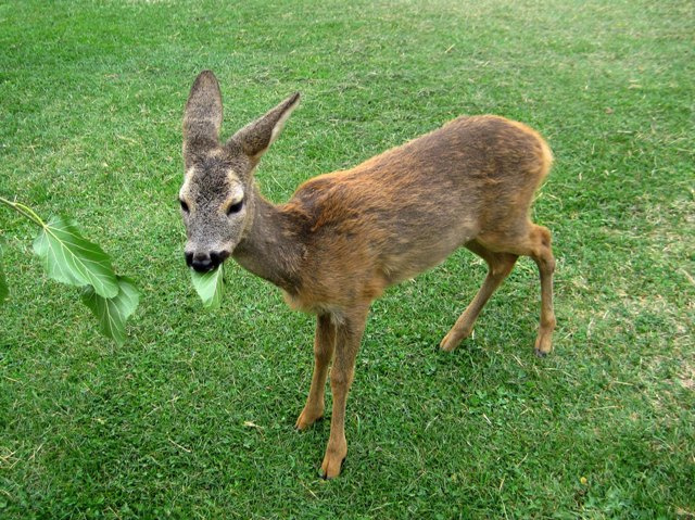 Oлень Гандзасара / The Deer of Gandzasar Oлень, Гандзасар, Монастырь, Арцах, Карабах, XIII век