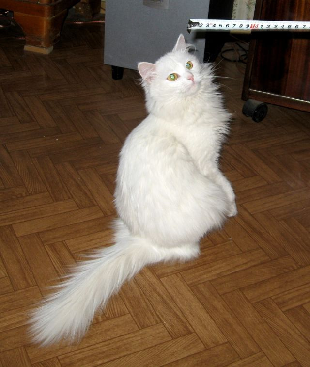 Бланка Ангорская: Где тут хвосты замеряют?)))) кошка белая ангорская