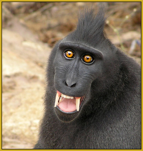 King Kong 
