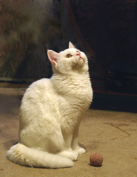 боня кот